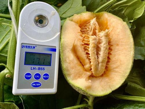 吃瓜大全合集,揭秘娱乐圈幕后故事与热点事件