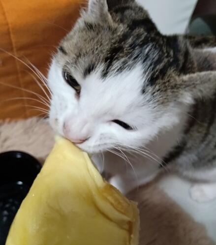 娱乐吃瓜酱小猫睡在哪里,揭秘萌宠的温馨睡眠角落